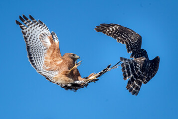 Two red shouldered hawks fighting with each other in the sky - up close aggression