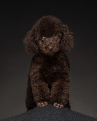 Small brown puppy with curly fur poses against a dark background in a studio setting during a photoshoot