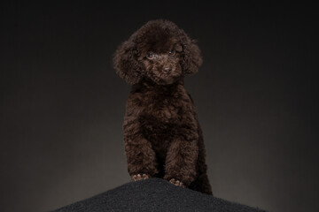 Brown puppy stands confidently on a dark surface, showcasing its fluffy coat and curious expression in a studio setting