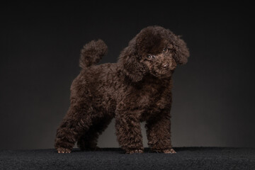 Playful brown poodle posing on black backdrop during indoor studio shoot