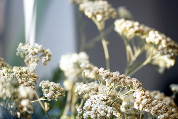 Dried yarrow flowers illuminated by soft sunlight, close-up. Represents natural calming botanicals,...