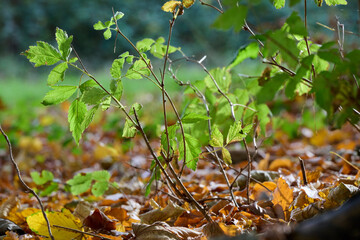just green leaves backlit surrounded by autumn colours on the ground