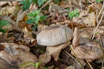 mushroom that hides with the same colors as the autumn leaves
