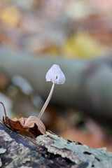 very small white mushroom with an oval hole in the roof on a tree stump