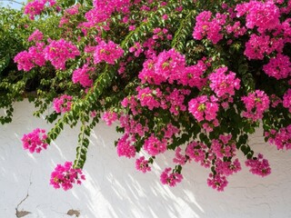 Fototapeta premium Vibrant pink bougainvillea cascading over a white wall