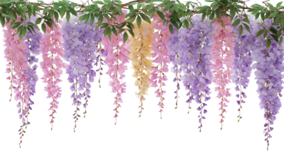 Cascading wisteria flowers in shades of pink purple and pale yellow hanging from a vine isolated on a transparent background