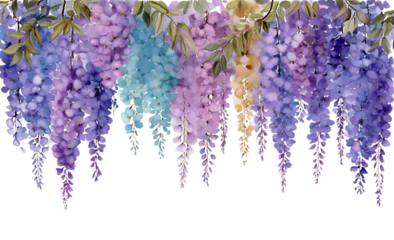 Watercolor wisteria flowers in shades of purple blue and yellow cascading down isolated on a transparent background