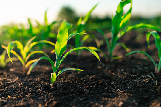 Corn maize seedling emerging from soil under sunlight, close-up shot. Agriculture and early growth stage