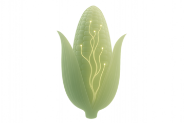 A conceptual representation of fungal hyphae spreading through a stylized translucent corn plant. Designed as clean bio-art for agricultural, educational and biotech use.