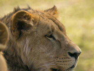 Lion brun