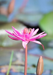 Pink Water lily in pond