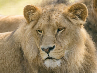 Lion brun