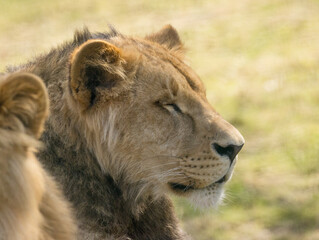 Fototapeta premium Lion brun