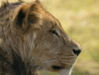 Lion brun