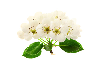 Fototapeta premium Rose flower design on white background
