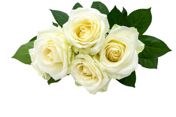 Rose flower design on white background