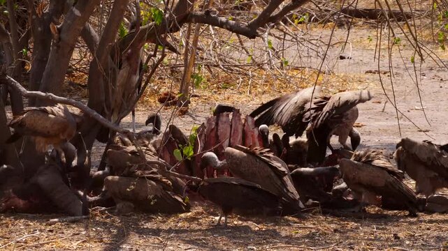 cape vultures and marabou stork fight over carcass of buffalo 022
