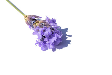 A single lavender flower with purple petals rests on a white surface, casting a soft shadow. Ideal for nature, beauty, wellness, and calm lifestyle or fragrance themes.
