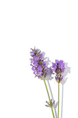 Lavender stems stand tall against a clean white backdrop, creating a minimalist botanical still life. The soft purple blooms convey calm, fragrance, perfect for nature, decor, and wellness themes.