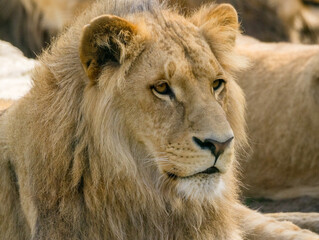 Lion brun