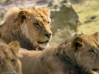 Lion brun