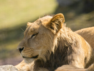 Lion brun