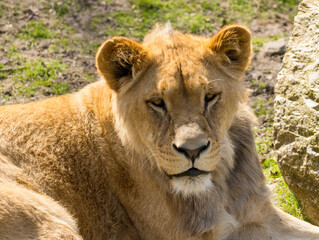 Lion brun