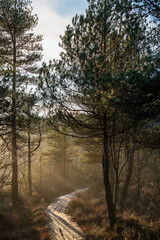 Wilderness area with hiking trail, a footbridge leads through the bog. Peaceful atmosphere with sun rays. Swedish nature landscape..