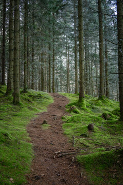 A forest path winds up a gentle slope covered in lush, green moss. Tall, slender conifers with dark trunks. The atmosphere is peaceful. Swedish nature landscape..