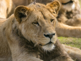 Lion brun