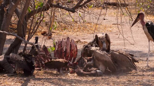 cape vultures, hooded vulture and marabou stork fight over carcass of buffalo 020
