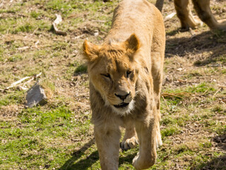 Lion brun