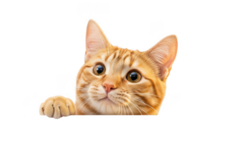 Adorable ginger cat looking up with cute expression, isolated on transparent background