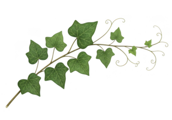 A watercolor painting of a branch of ivy with green leaves isolated on transparent background