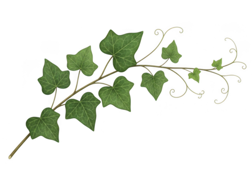 A watercolor painting of a branch of ivy with green leaves isolated on transparent background - Powered by Adobe