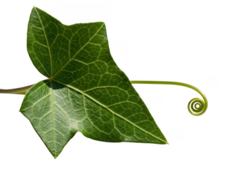 Green ivy leaf with tendril isolated on transparent background