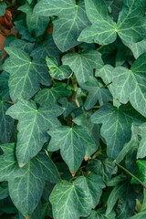Common Ivy Hedera helix on Stone Wall