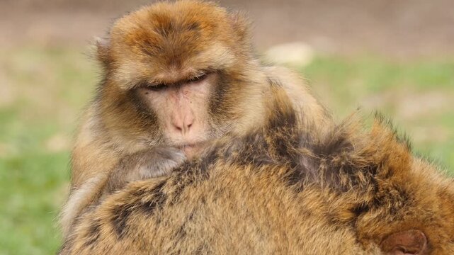 barbary macaque searches for parasites in fur of his fellows 2