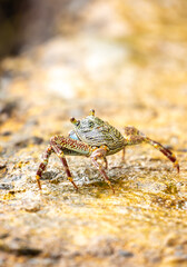 Crab on the beach runs along the pier. Exotic animals in resort places. The concept of a beach holiday in the tropics.