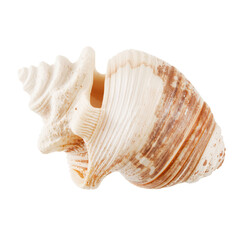 Obraz premium Beautifully Patterned Shell Resting on a Surface, Capturing Natures Intricate Design