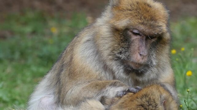 barbary macaque searching for fur parasites, portrait 5