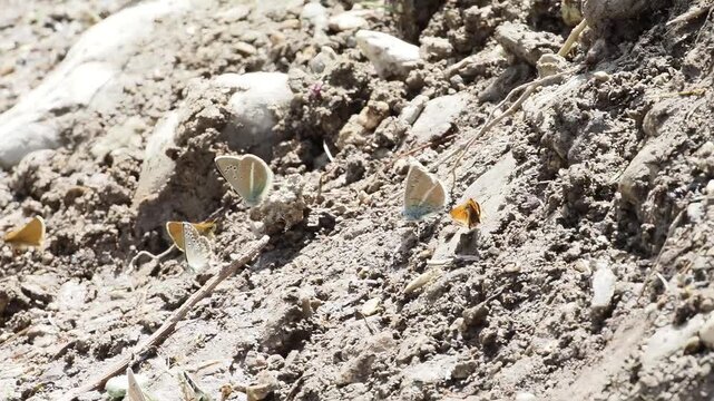 Azur&eacute; de la faucille (Polyommatus damon) pos&eacute; au sol &agrave; Tignes, France &ndash; L&eacute;pidopt&egrave;re bleu en comportement naturel