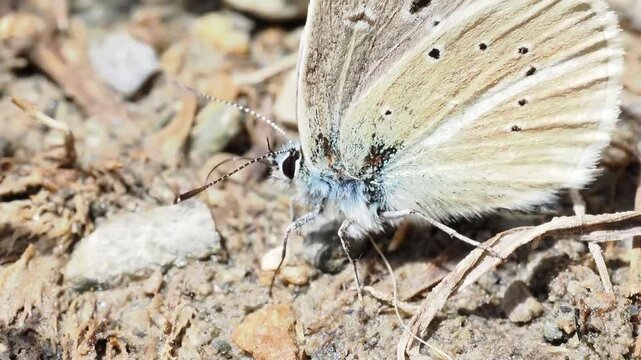Azur&eacute; de la faucille (Polyommatus damon) pos&eacute; au sol &agrave; Tignes, France &ndash; L&eacute;pidopt&egrave;re bleu en comportement naturel