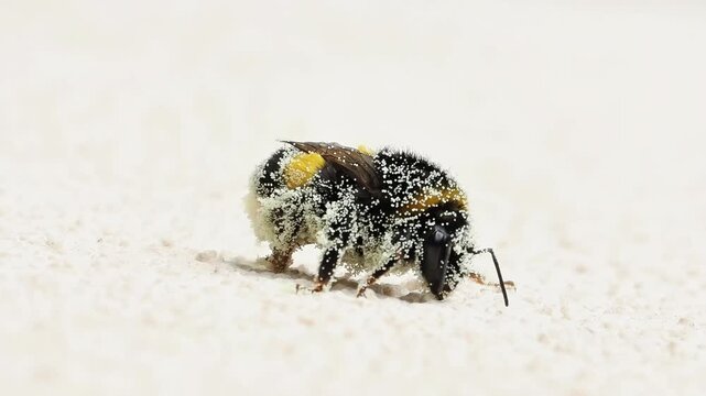 Bourdon (Bombus sp.) couvert de pollen se d&eacute;pla&ccedil;ant au sol &ndash; Hym&eacute;nopt&egrave;re pollinisateur en comportement naturel