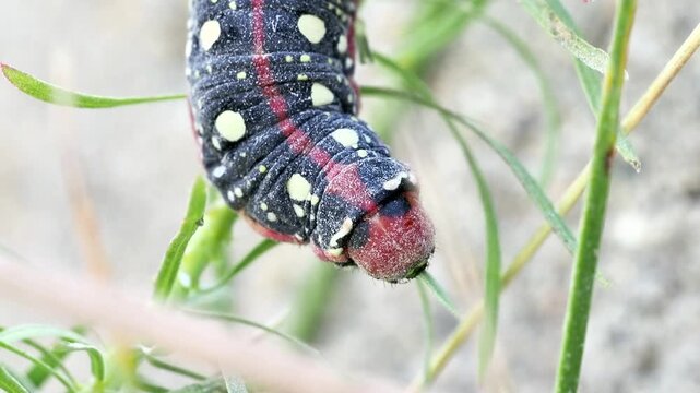 Chenille du Sphinx de l&rsquo;euphorbe (Hyles euphorbiae) se d&eacute;pla&ccedil;ant sur tige et substrat &agrave; Tignes, France &ndash; L&eacute;pidopt&egrave;re en activit&eacute;