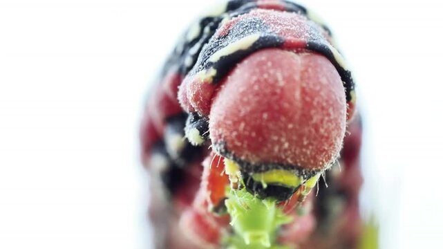 Chenille du Sphinx de l&rsquo;euphorbe (Hyles euphorbiae) se d&eacute;pla&ccedil;ant sur tige et substrat &agrave; Tignes, France &ndash; L&eacute;pidopt&egrave;re en activit&eacute;