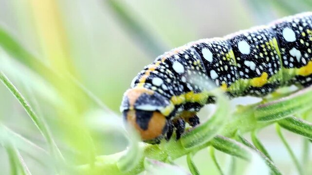 Chenille du Sphinx de l&rsquo;euphorbe (Hyles euphorbiae) se d&eacute;pla&ccedil;ant sur tige et substrat &agrave; Tignes, France &ndash; L&eacute;pidopt&egrave;re en activit&eacute;