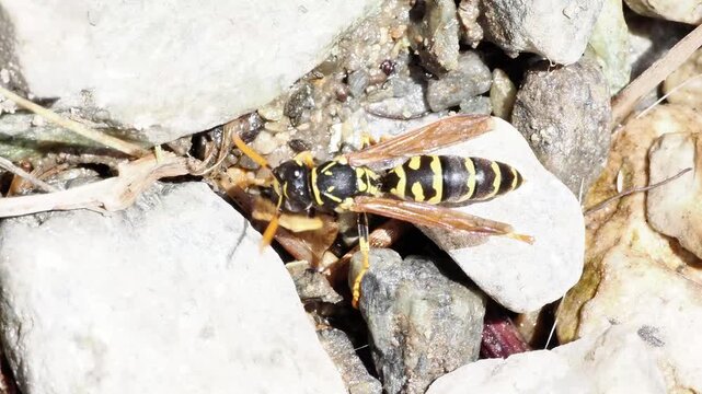 Poliste dominula (Polistes dominula) marchant sur pierres &agrave; Tignes, France &ndash; Gu&ecirc;pe sociale en comportement naturel