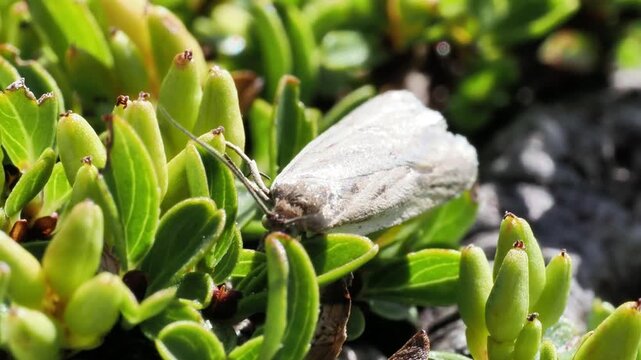 Crambus pratella dans la v&eacute;g&eacute;tation alpine &agrave; Tignes, France &ndash; Papillon de nuit camoufl&eacute; en comportement naturel