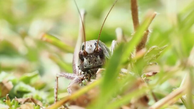 Sauterelle Metrioptera sp. dans l&rsquo;herbe &agrave; Tignes, France &ndash; Tettigoniidae en comportement naturel